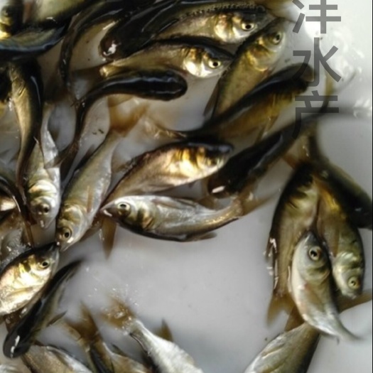 广州大头鱼鱼苗 