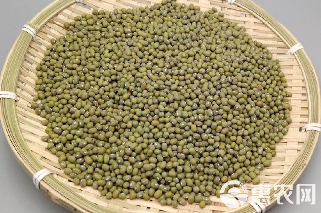 绿豆种子 大田用种 ≥85%