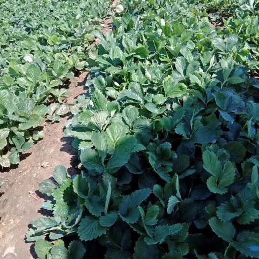 泰安红颜草莓苗 10~20公分 地栽苗 