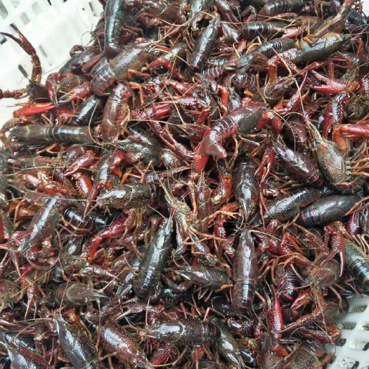 监利市监利小龙虾   