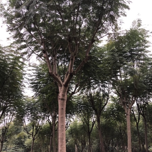 成都13公分蓝花楹