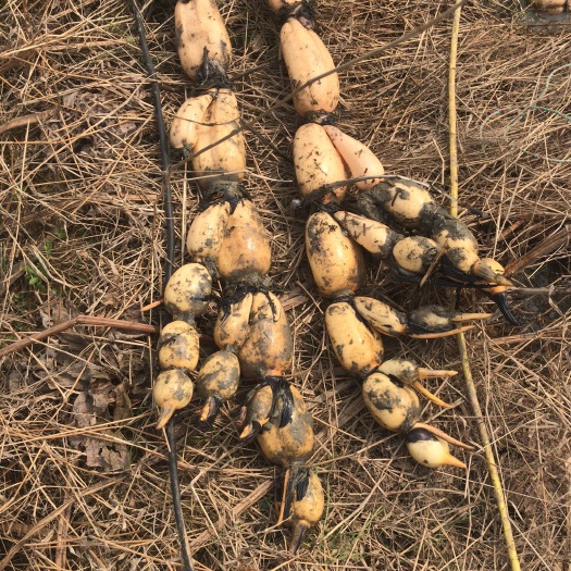 武汉鄂莲6号藕种苗 水洗藕 