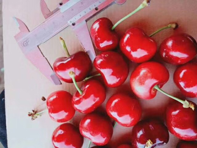 绛县红灯樱桃苗 