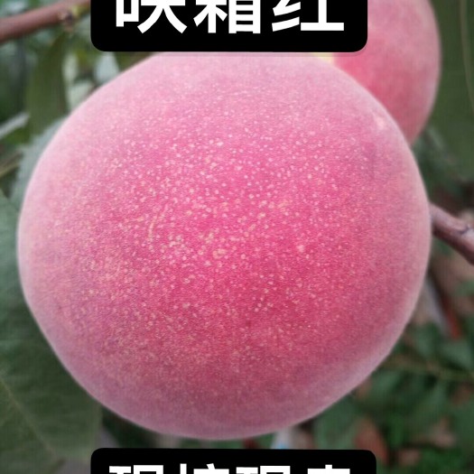 泰安映霜红桃苗 1~1.5米 