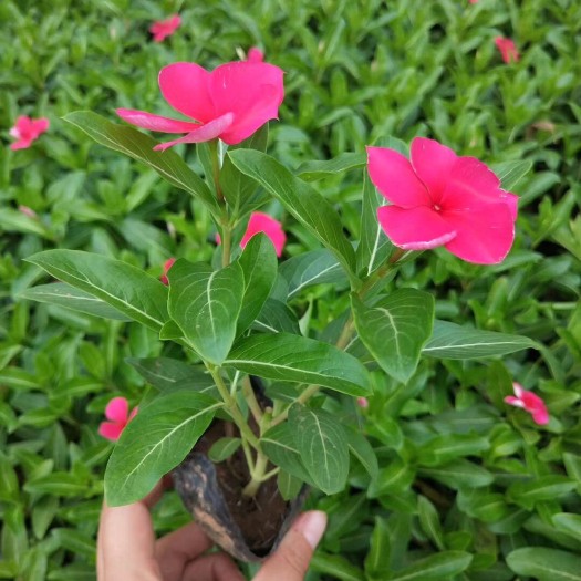 青州市长春花种子 