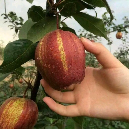 泰安早酥红梨苗  品种纯正  免费提供种植技术