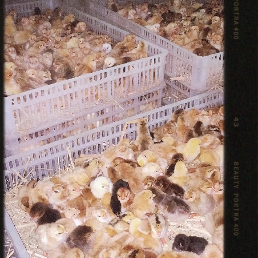 寿县土鸡苗 