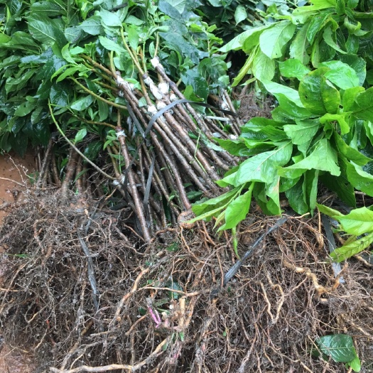 灵山县银妃三华李苗