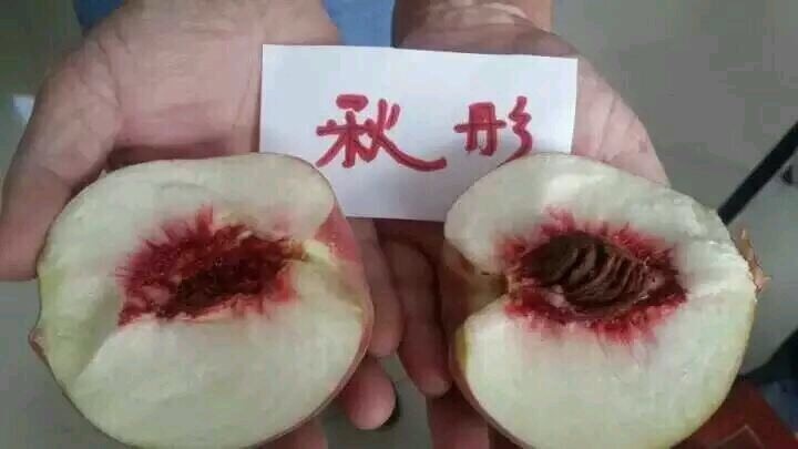 泰安秋彤桃树苗  品种纯正  免费提供种植技术