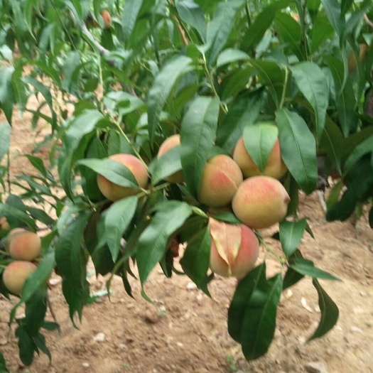 灵山县鹰嘴蜜桃苗 0.5~1米