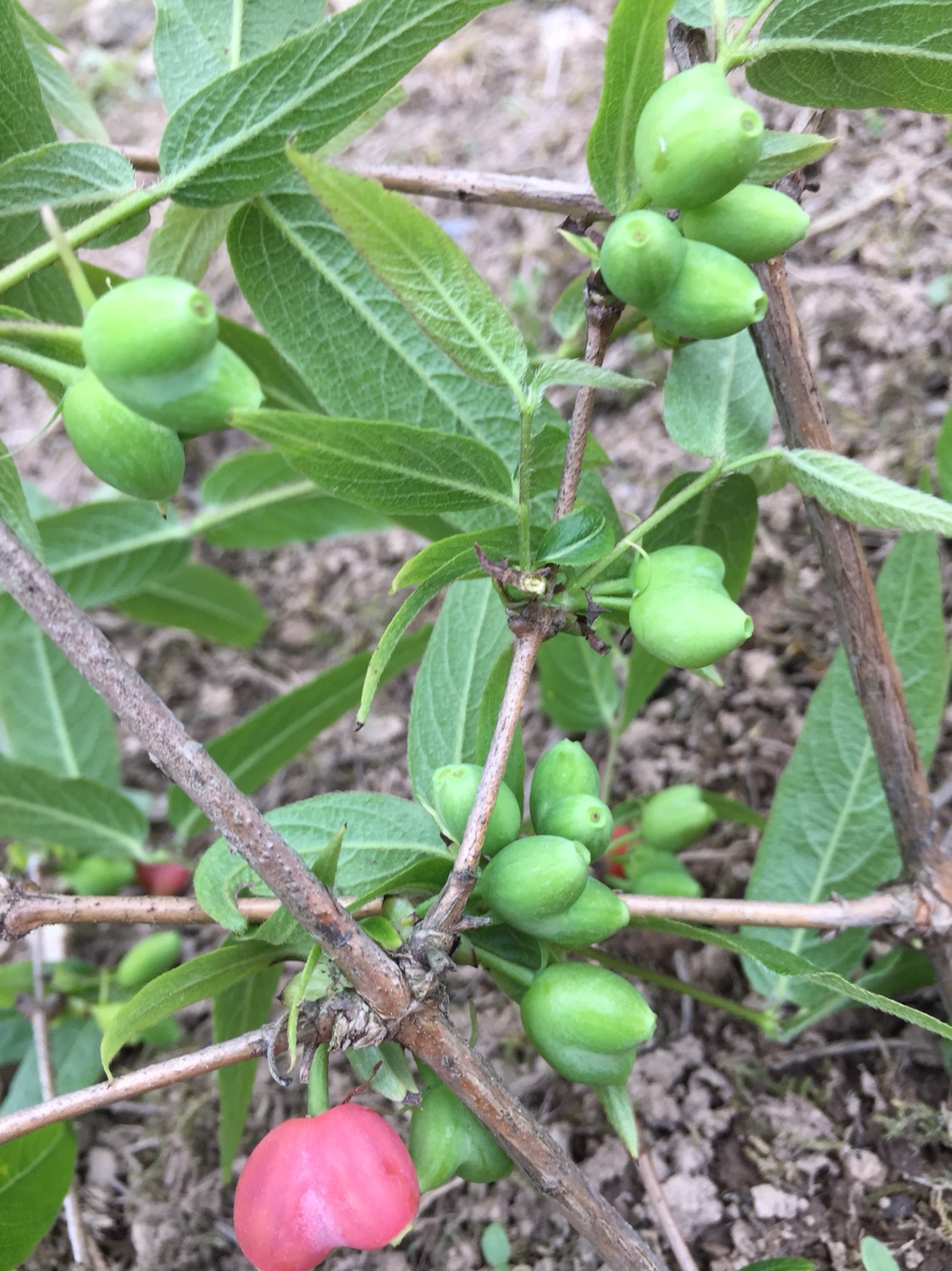 杈杷果苗  相思果、杈杷果树苗、无核樱桃、苦糖果树苗