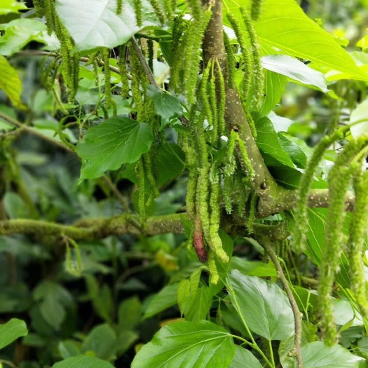 灵山县四季大果桑苗