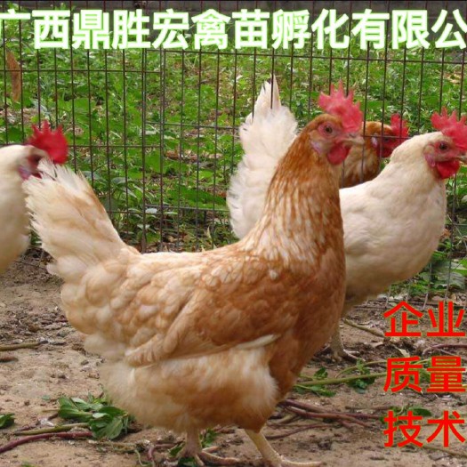 南宁海兰褐蛋鸡苗 厂家批发 诚信经营 售后服务