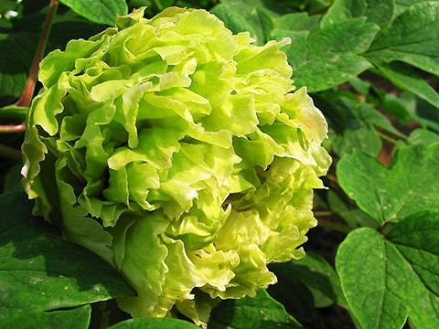 洛阳豆绿 0.5米以下 4~6cm 4~6cm 