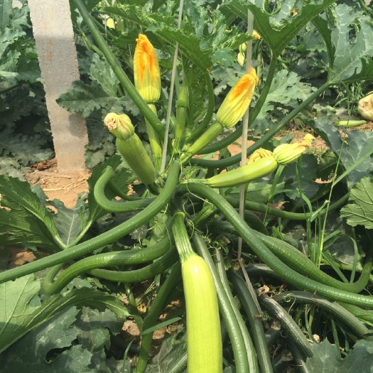 寿光市 夏季西葫芦种子，耐热抗病毒，西葫芦种子