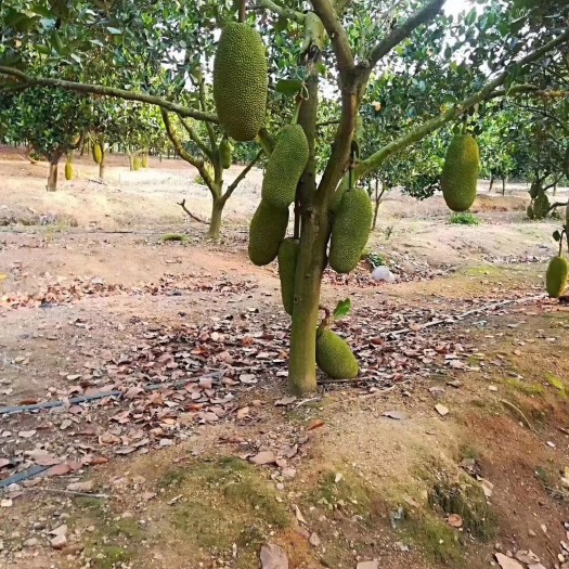灵山县四季菠萝蜜苗