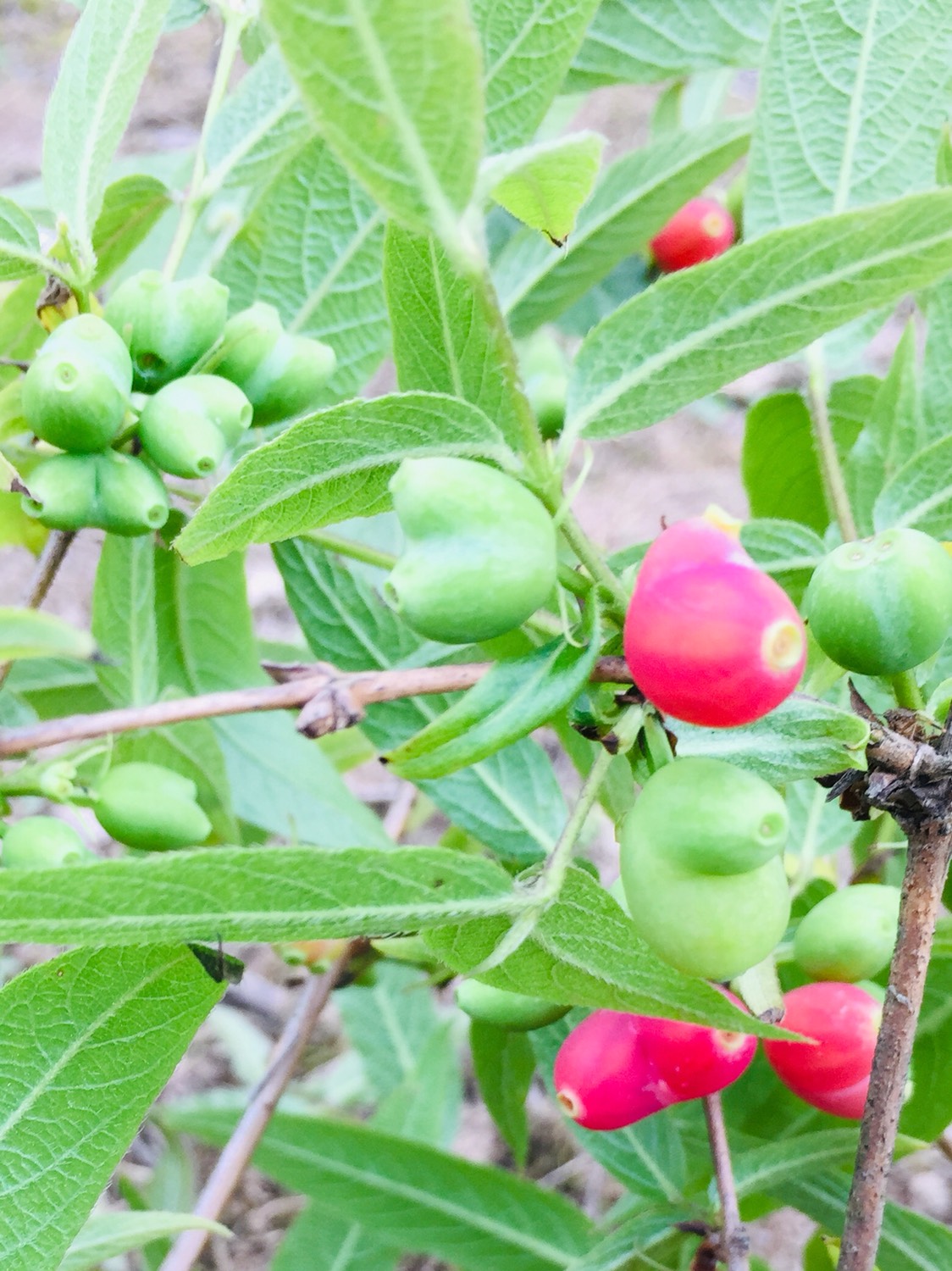 杈杷果苗  相思果、杈杷果树苗、无核樱桃、苦糖果树苗