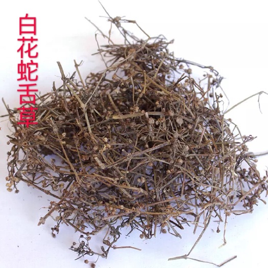 蛇舌草 