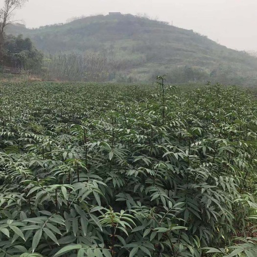 重庆市青花椒苗 江津九叶 一年苗