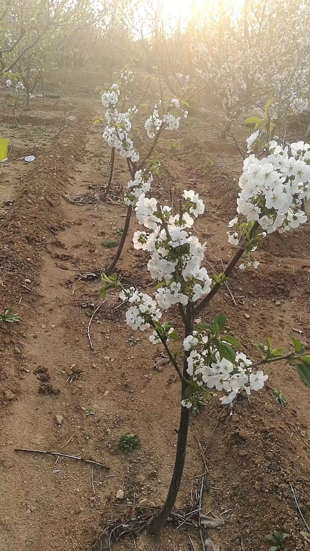 布鲁克斯樱桃树苗 