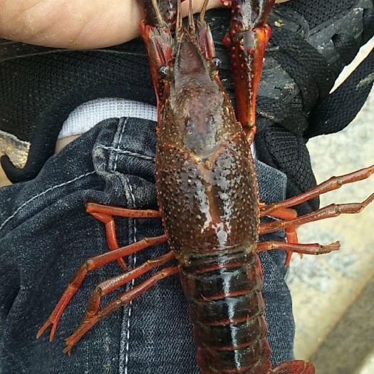 应城市小龙虾苗