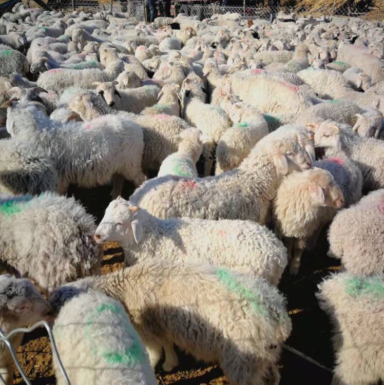 羊苗,绵羊,小尾寒羊,寒羊串40