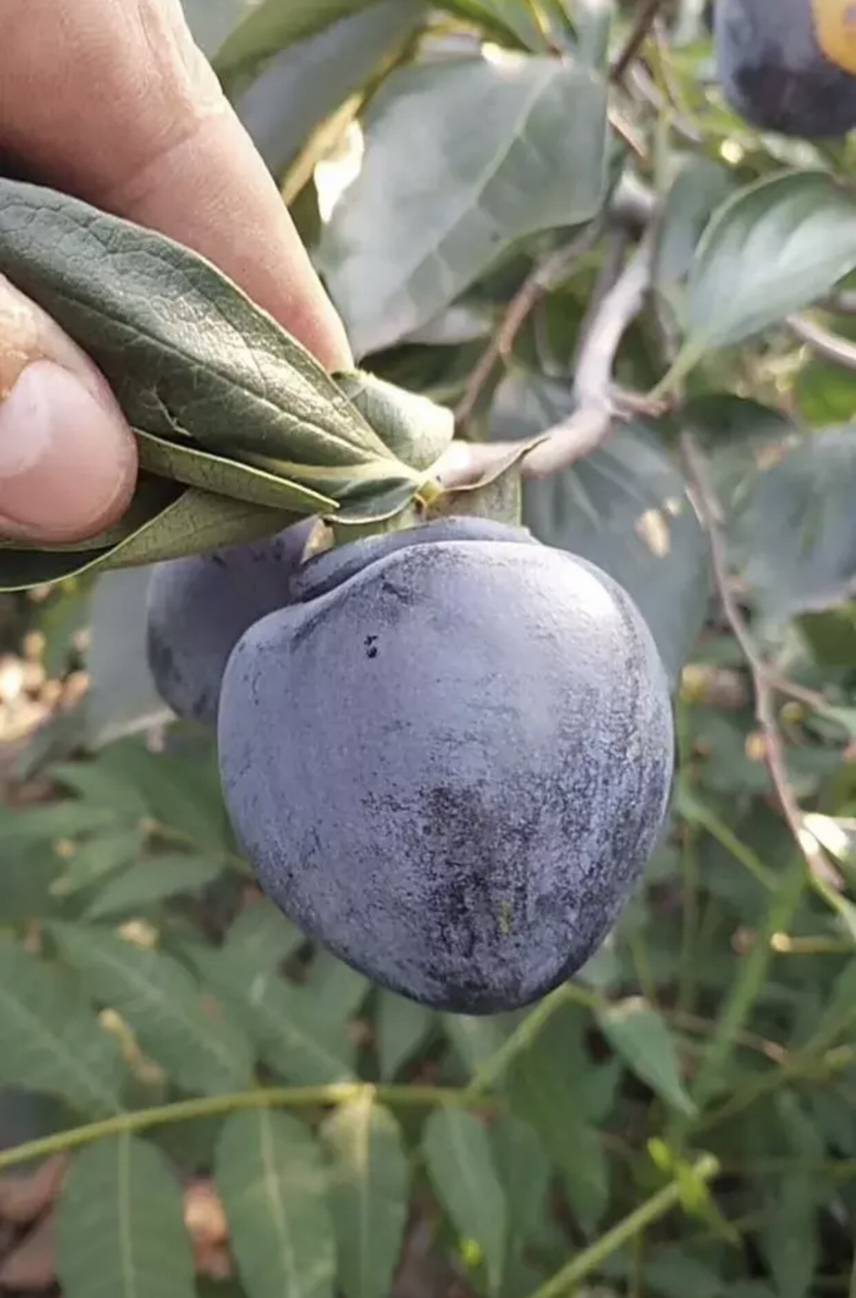 黑柿苗  品种纯正  免费提供种植技