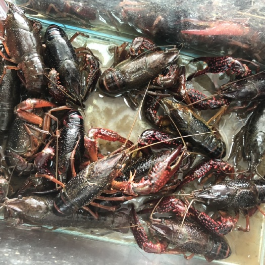 鄱阳县龙虾苗 种虾