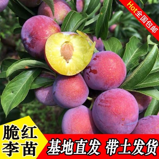 平邑县 脆红李子树苗 李子树苗果树苗嫁接李子苗当年结果南方北方种植