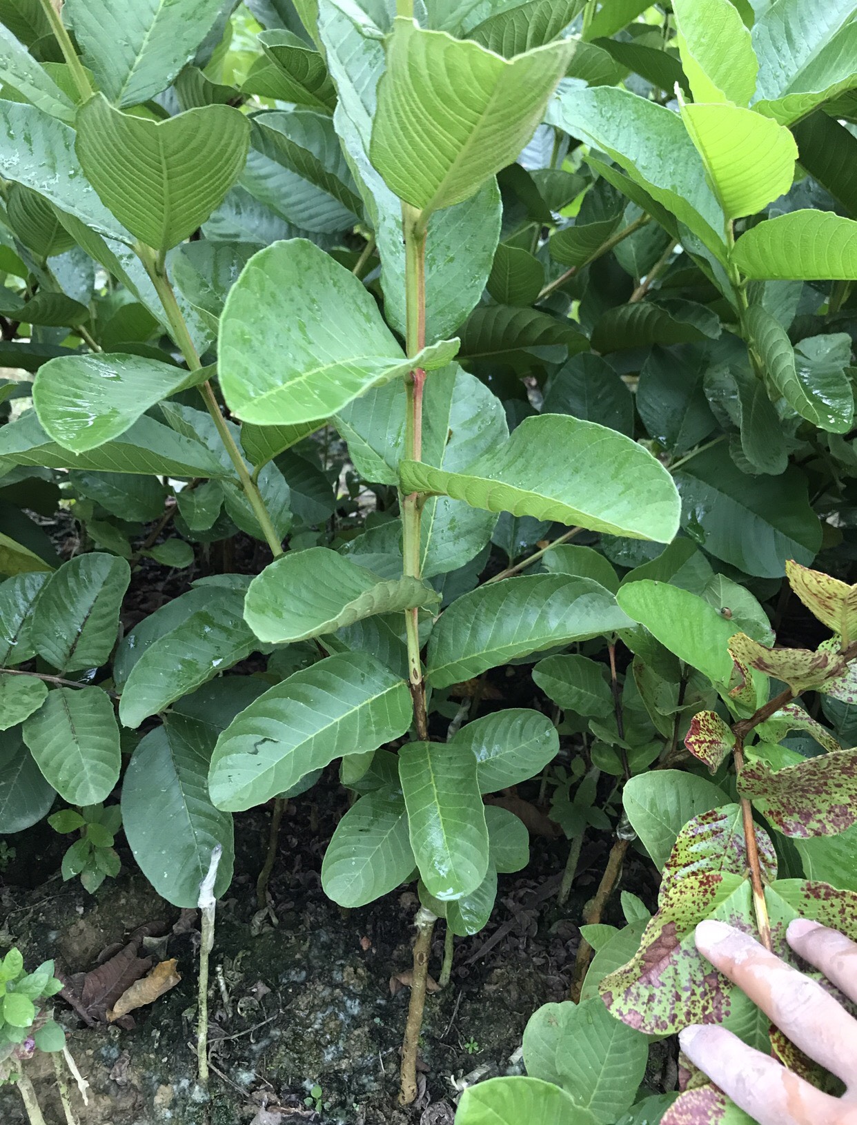 番石榴苗  红宝石芭乐，红宝石番石榴苗