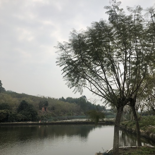 漳州蓝花楹 5米以上 