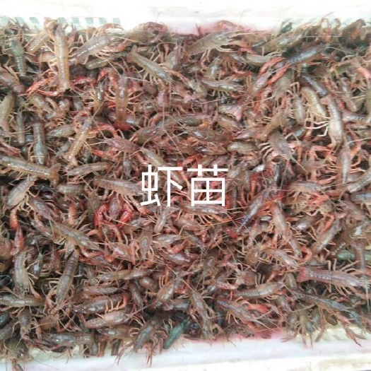 盱眙县小龙虾苗 