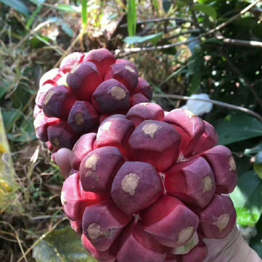 灵山县粉红黑老虎苗