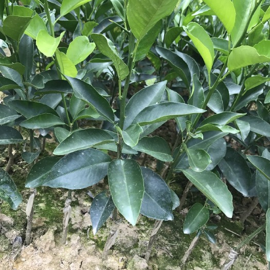 灵山县沃柑苗 嫁接苗 0.35~0.5米 