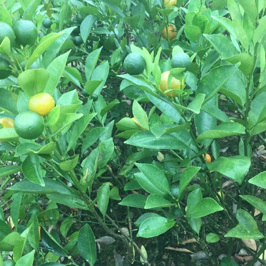 灵山县四季桔苗 0.5~1米 嫁接苗 