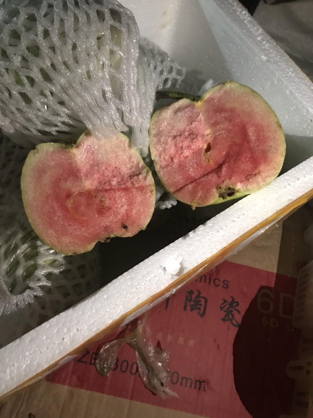 番石榴苗  红宝石芭乐，红宝石番石榴苗