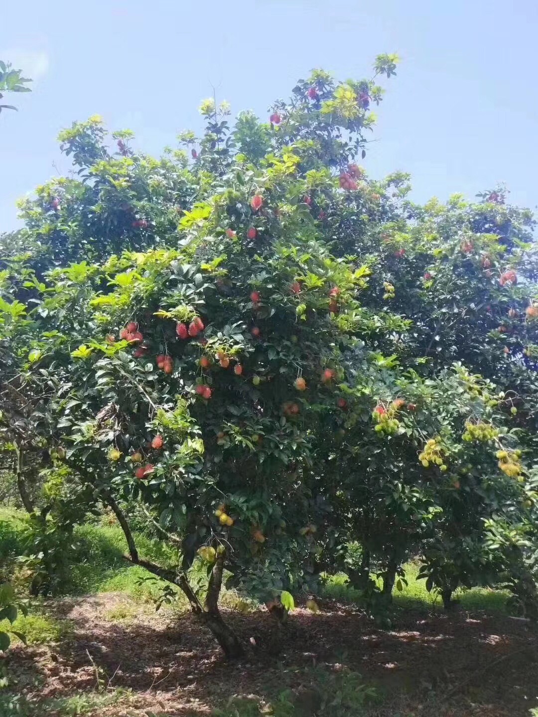 紅毛丹樹苗