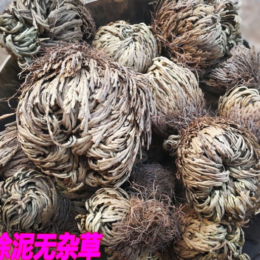大还魂 干 
