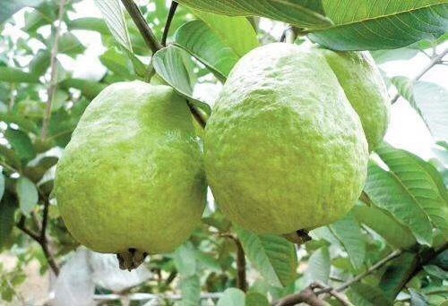 灵山县红心芭乐番石榴苗