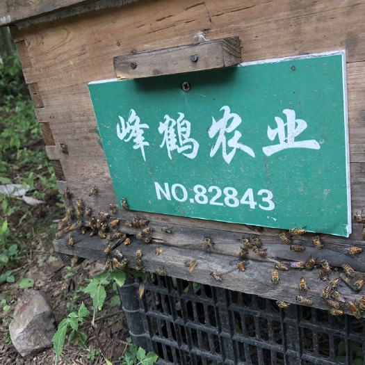 恩施市中蜂