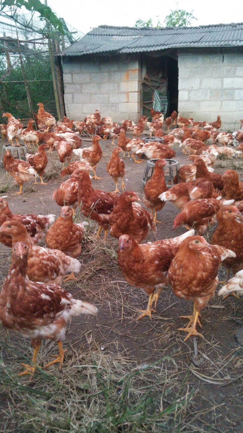 供应大厅  禽畜肉蛋  鸡苗 绿禽农牧有限公司致力于珍禽养殖和珍禽