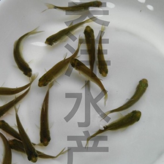广州草鱼苗 
