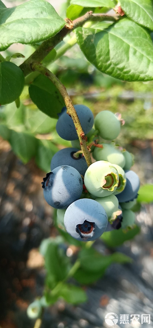 北陆蓝莓 12 - 14mm以上 鲜果