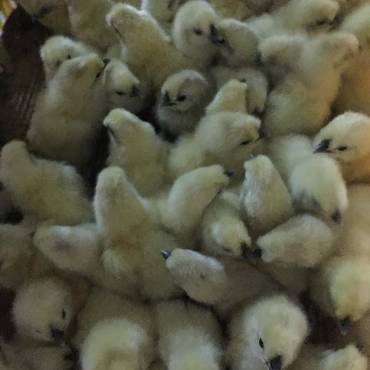 广州竹丝鸡苗  竹丝鸡