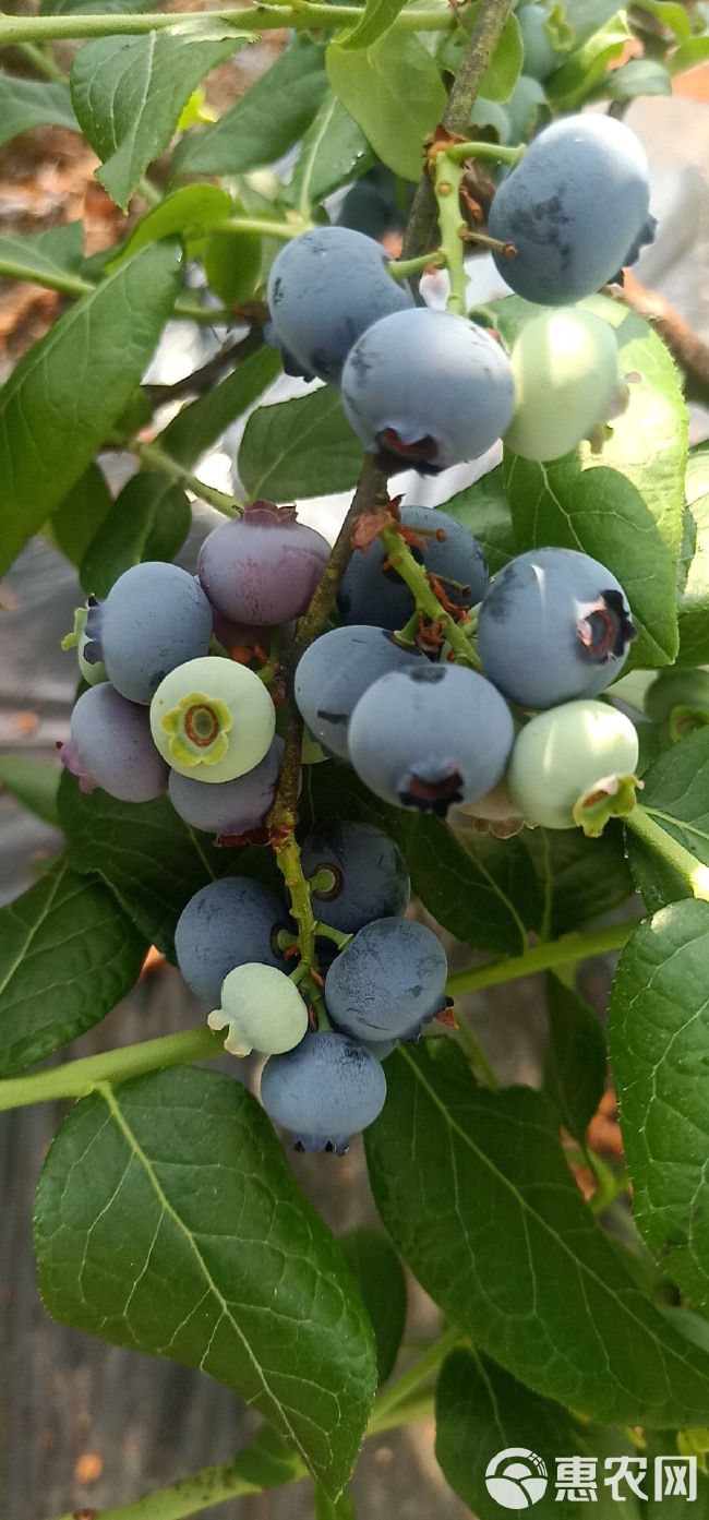 北陆蓝莓 12 - 14mm以上 鲜果