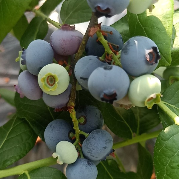 北陆蓝莓 12 - 14mm以上 鲜果