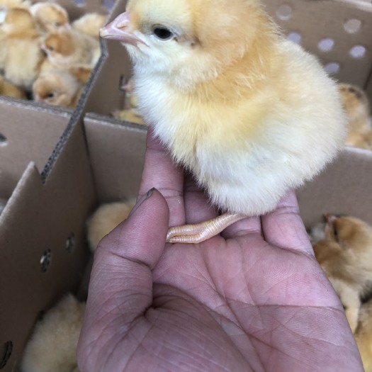 广州土鸡苗，三黄土鸡苗，小种三黄鸡苗，