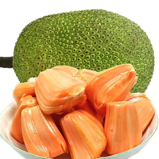 灵山县红肉菠萝蜜苗