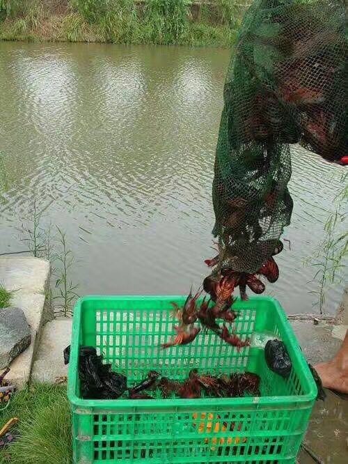 金湖县清水小龙虾 456789钱 人工养殖 