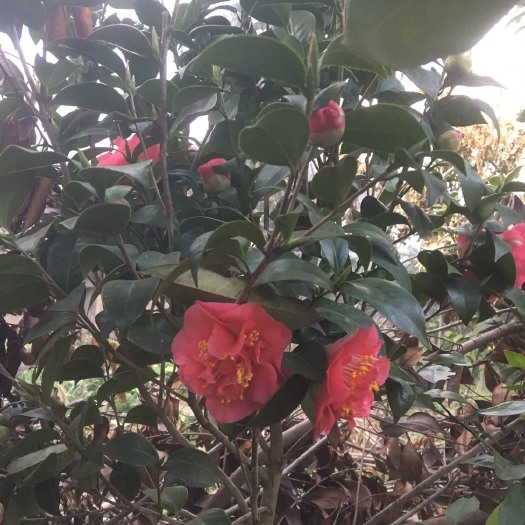 松滋市茶花树 100~140cm